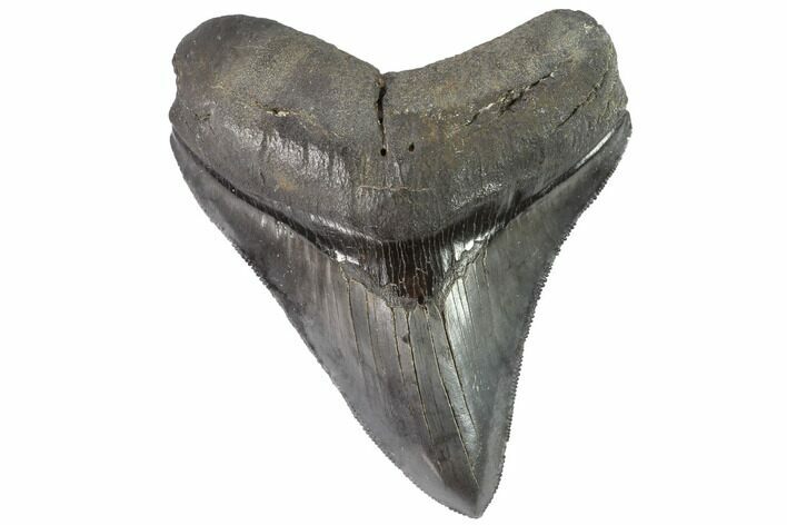 Serrated, Fossil Megalodon Tooth - Georgia #88667